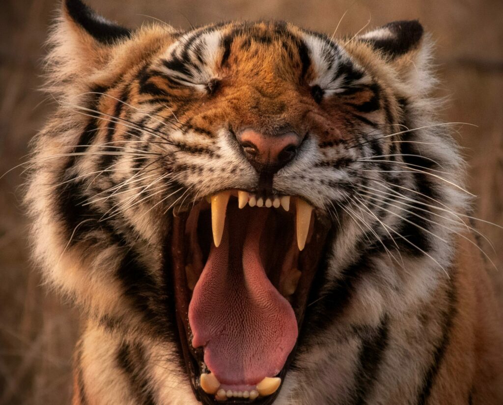Beast Mode - Tiger