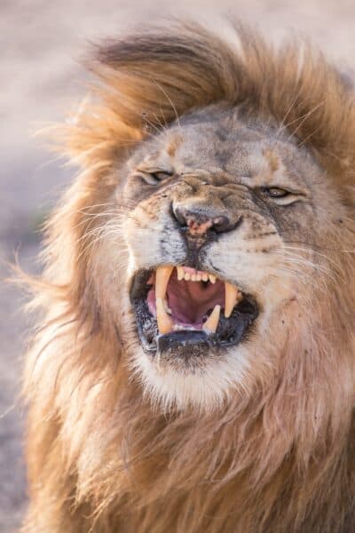 lion expressing anger